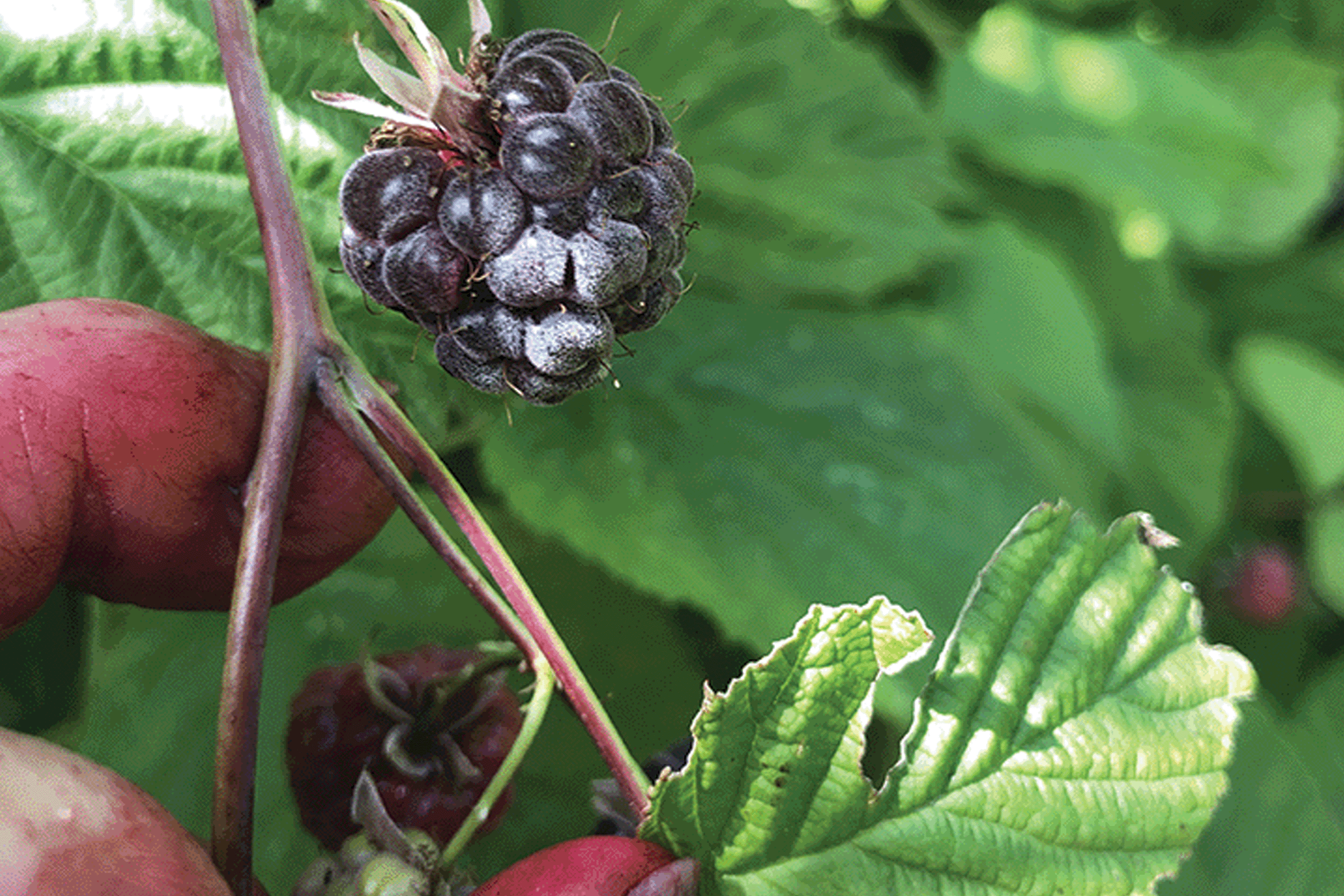 Raspberries